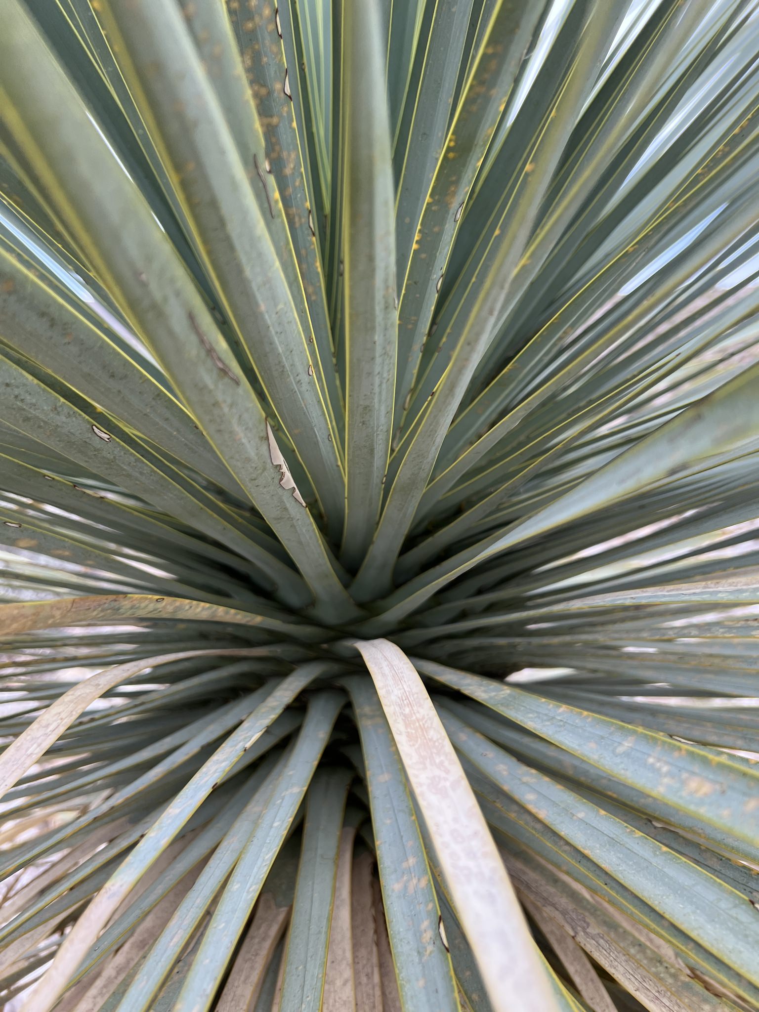 Yucca rostrata